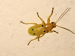 Metaxyonycha tetrasticta