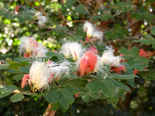 Calliandra tergemina