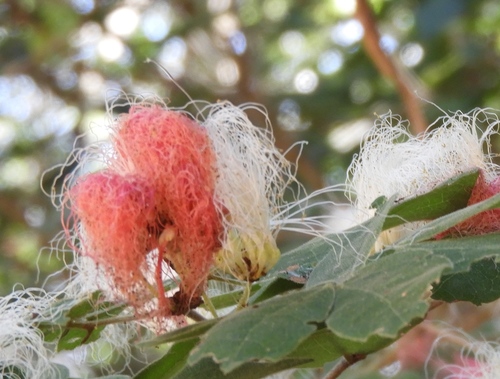 Calliandra tergemina
