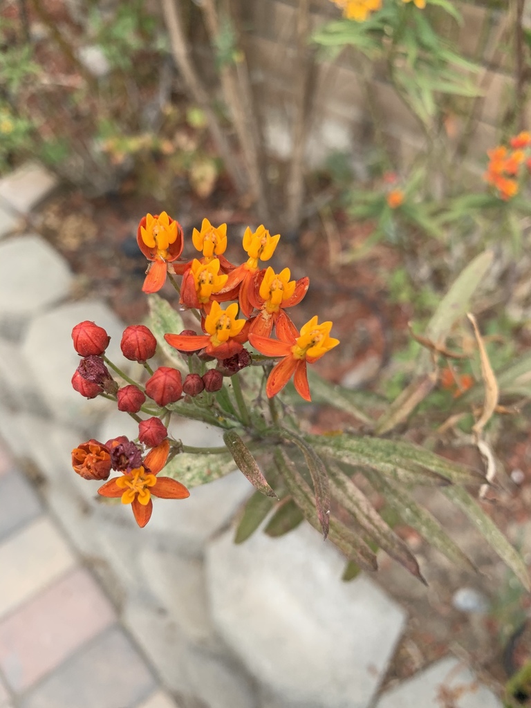 tropical milkweed in October 2020 by Maryanne Purdy Pittman · iNaturalist