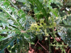 Melicope xanthoxyloides