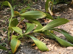 Veratrum fimbriatum