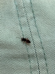 Eremocoris ferus