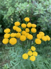 Tanacetum vulgare