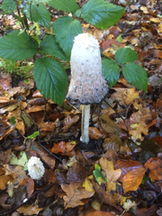 Coprinus comatus