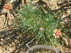 Gaillardia comosa