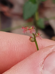 Gonocarpus teucrioides