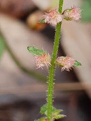 Gonocarpus teucrioides
