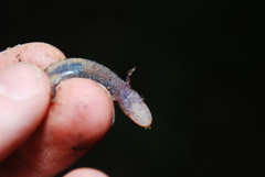 Desmognathus carolinensis