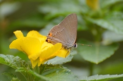 Strymon melinus