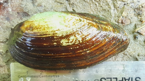 Eastern Pondmussel