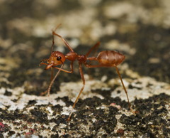Oecophylla smaragdina