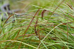 Carex exsiccata