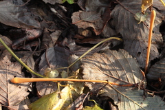 Macrotyphula fistulosa