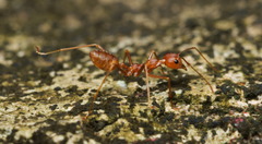 Oecophylla smaragdina