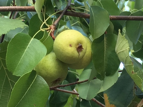 Paprastoji kriaušė nuotrauka