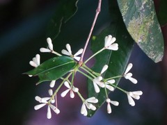 Syzygium wilsonii cryptophlebium
