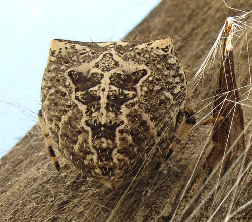 Cat-faced Orbweaver photo 6