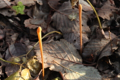 Macrotyphula fistulosa