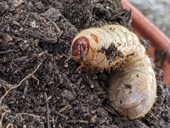 Dynastes tityus
