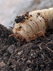Dynastes tityus