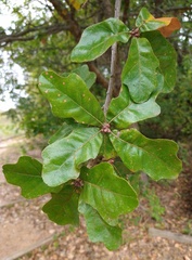 Quercus sinuata sinuata