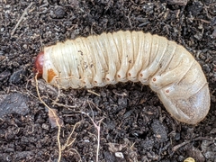 Dynastes tityus