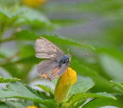 Strymon melinus