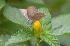 Strymon melinus