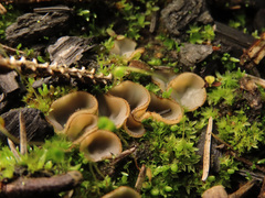 Perilachnea hemisphaerioides