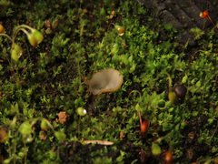 Perilachnea hemisphaerioides