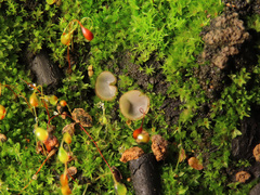 Perilachnea hemisphaerioides