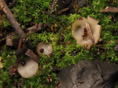 Perilachnea hemisphaerioides