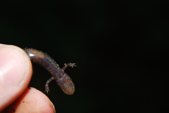Desmognathus carolinensis
