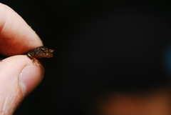 Desmognathus carolinensis