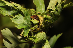 Dasineura crataegi