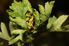Dasineura crataegi
