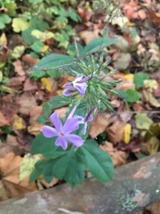 Phlox amplifolia