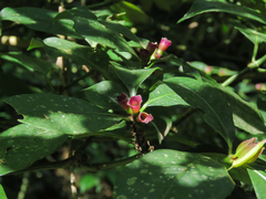 Psychotria nuda