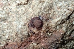 Pseudogarypus