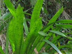 Vriesea