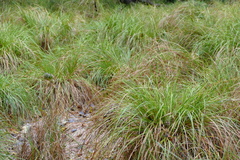 Carex exsiccata
