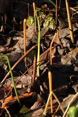 Macrotyphula fistulosa