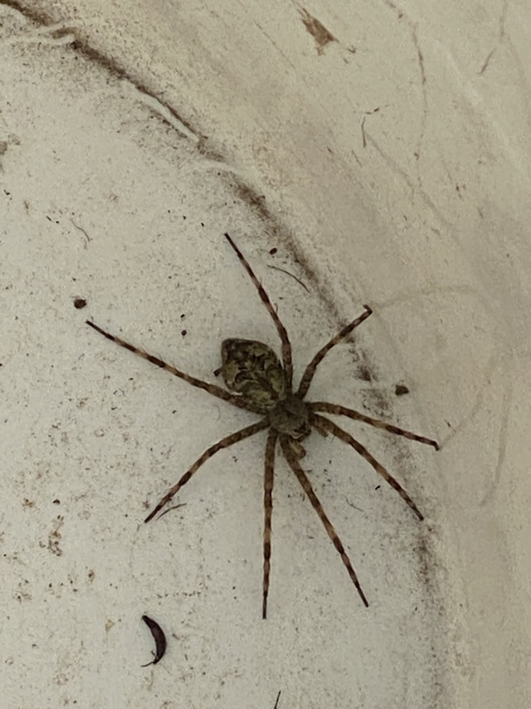 White banded Fishing Spider From Briar Ln Gaylord MI US On October white-banded-fishing-spider-from-briar-ln-gaylord-mi-us-on-october