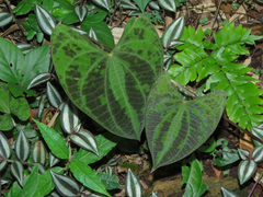 Dioscorea dodecaneura
