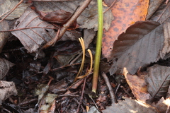 Macrotyphula fistulosa