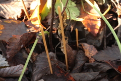 Macrotyphula fistulosa