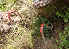 Echeveria strictiflora