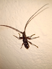 Ambonus interrogationis