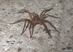 Dolomedes striatus